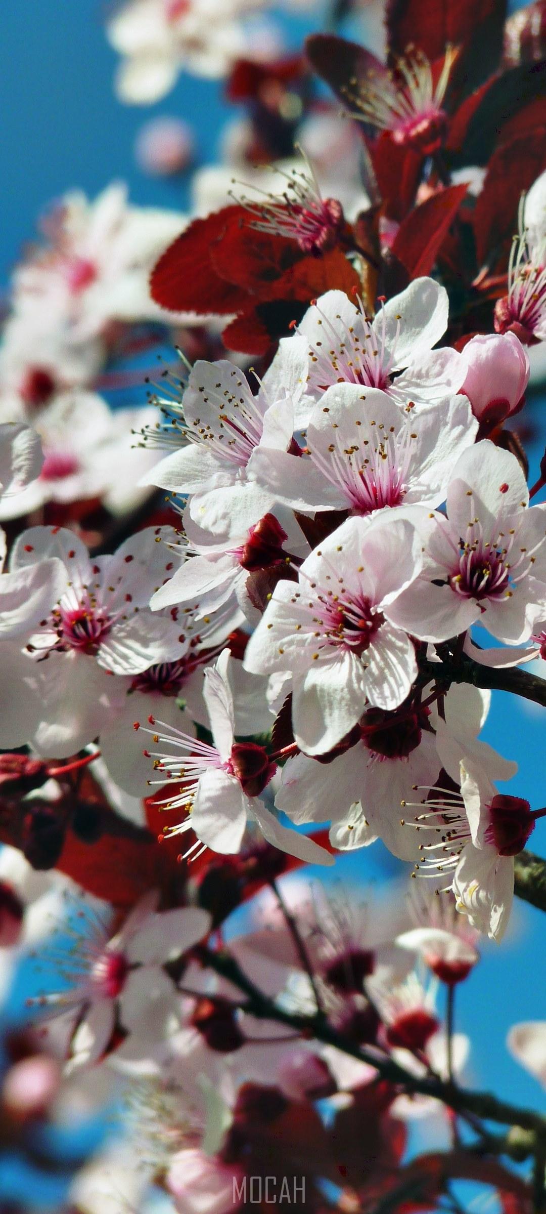 Almond Blossom Cherry Japanese Trees Oppo