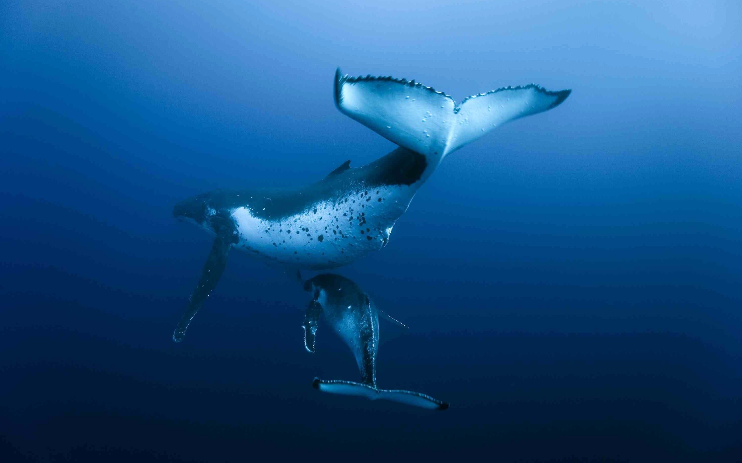 Humpback Whale Wallpaper