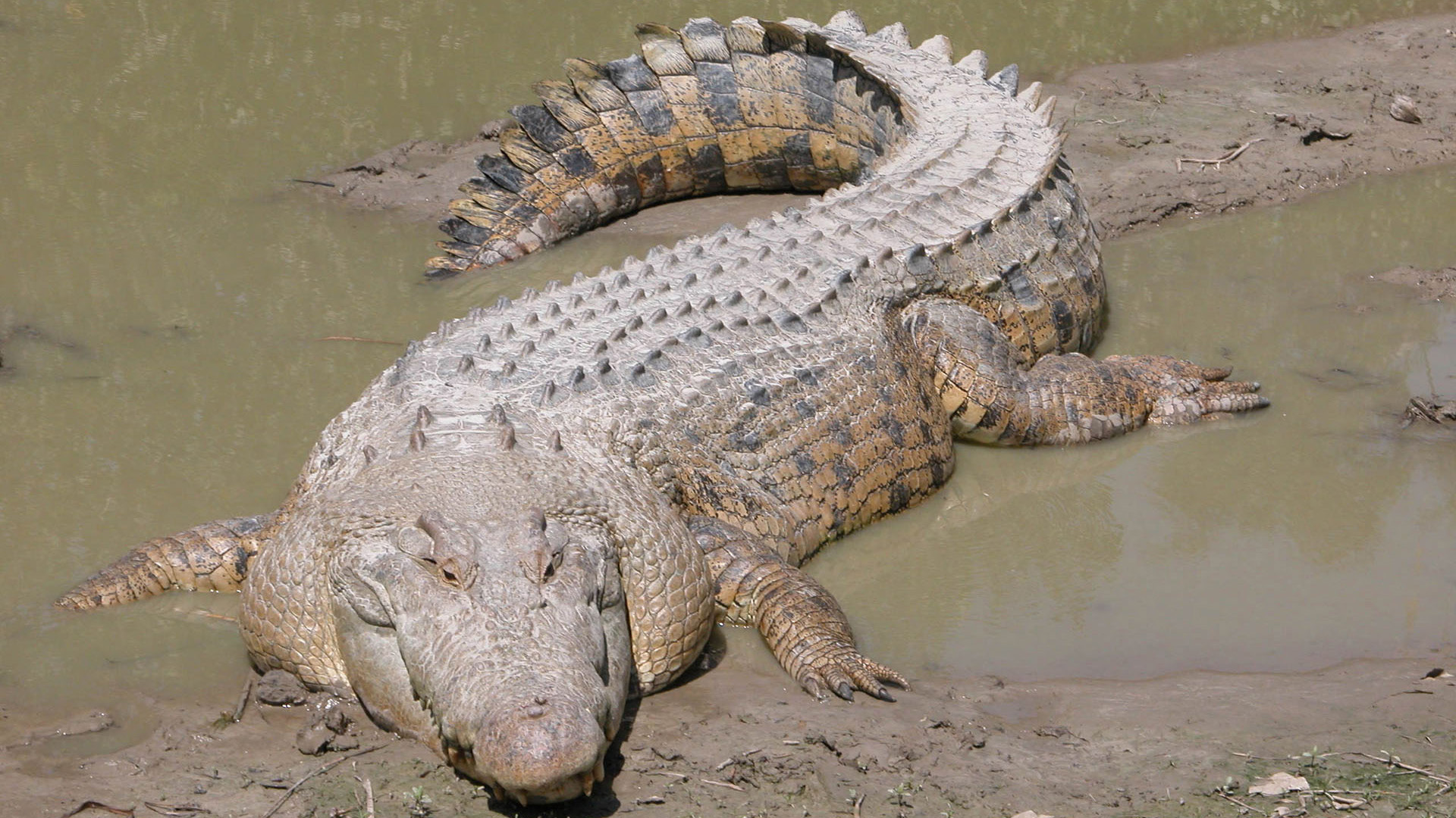 Crocodile Wallpaper HD Background