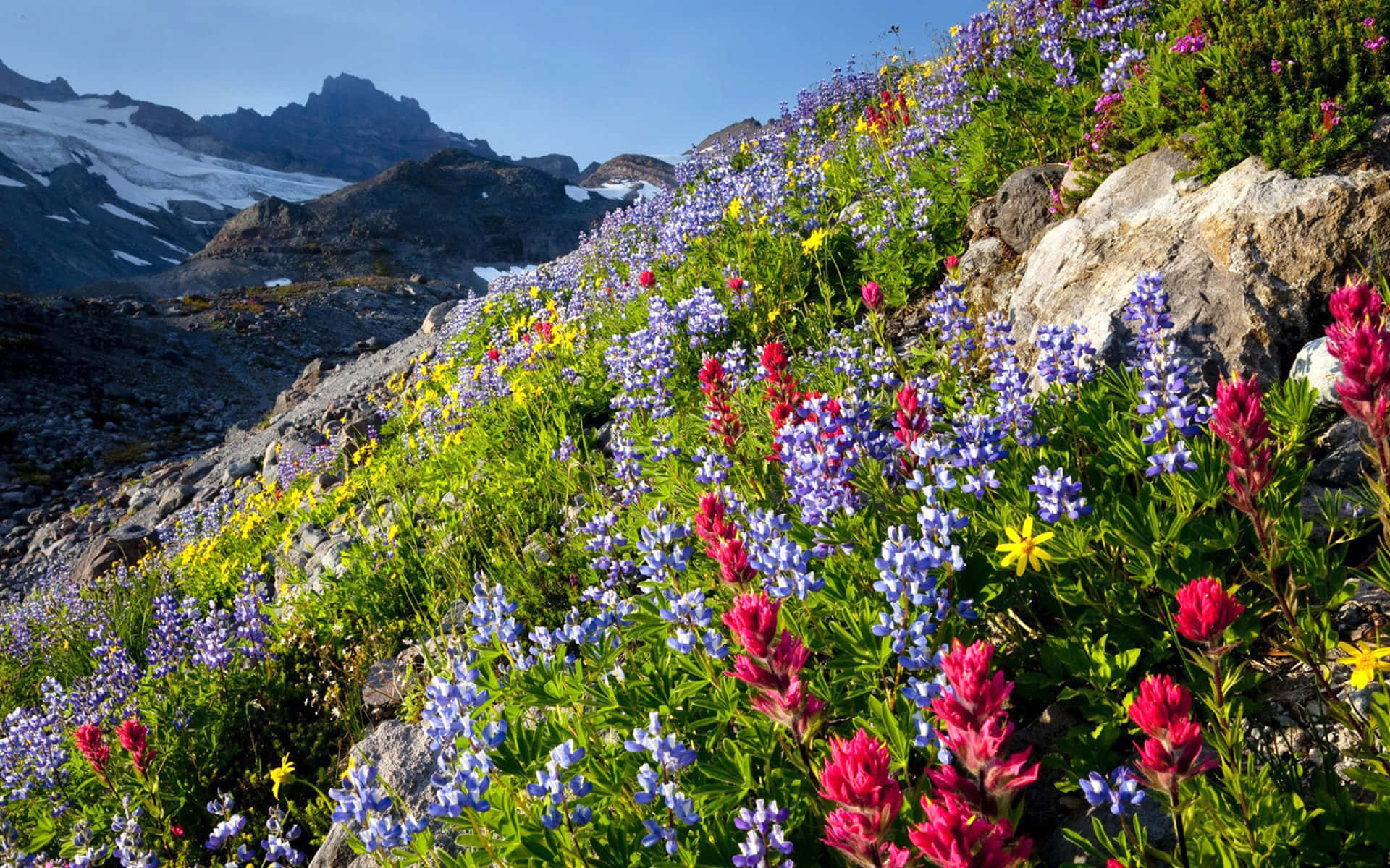 Wildflowers Vjpq5d4udsc4okvy Wallpaper