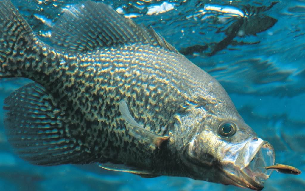 Crappie Fishing Wallpaper On