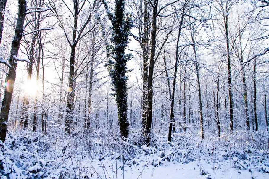 Woods In Winter Wallpaper
