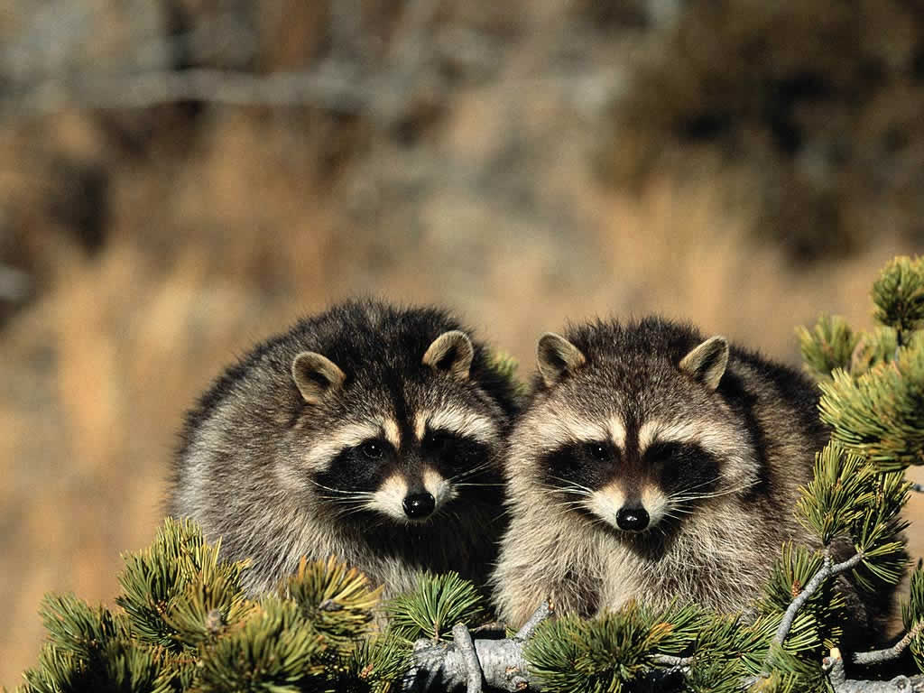 Raccoon Wallpaper Animal