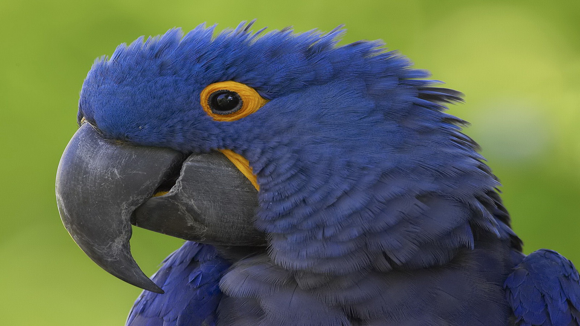 Animal Wallpapers Backgrounds hyacinth macaw HD Wallpapersjpg 1920
