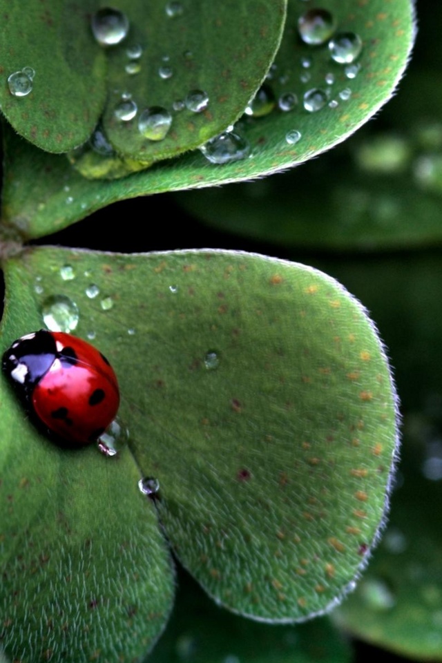 Ladybug Animals Background For Your iPhone