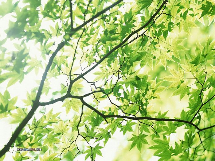 Leaves In Summer Lush Trees Wallpaper Green