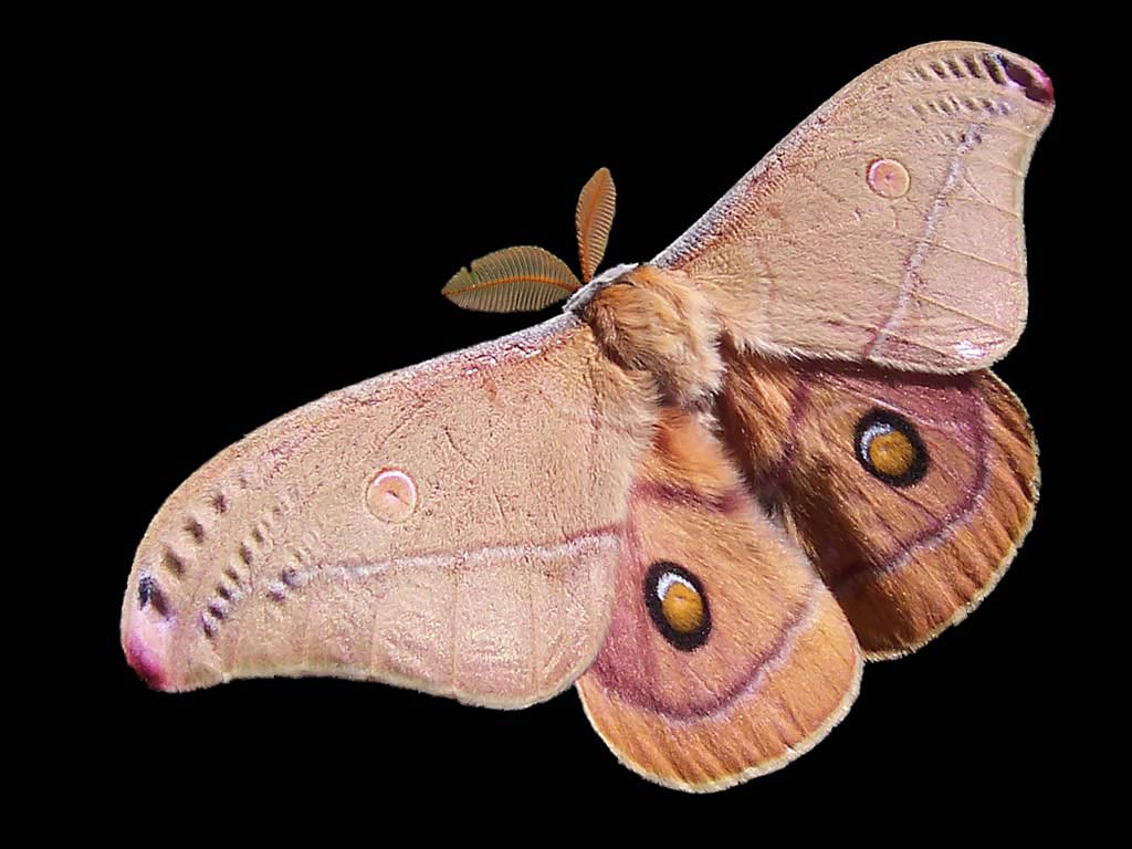 Moth Wallpaper Animals Town