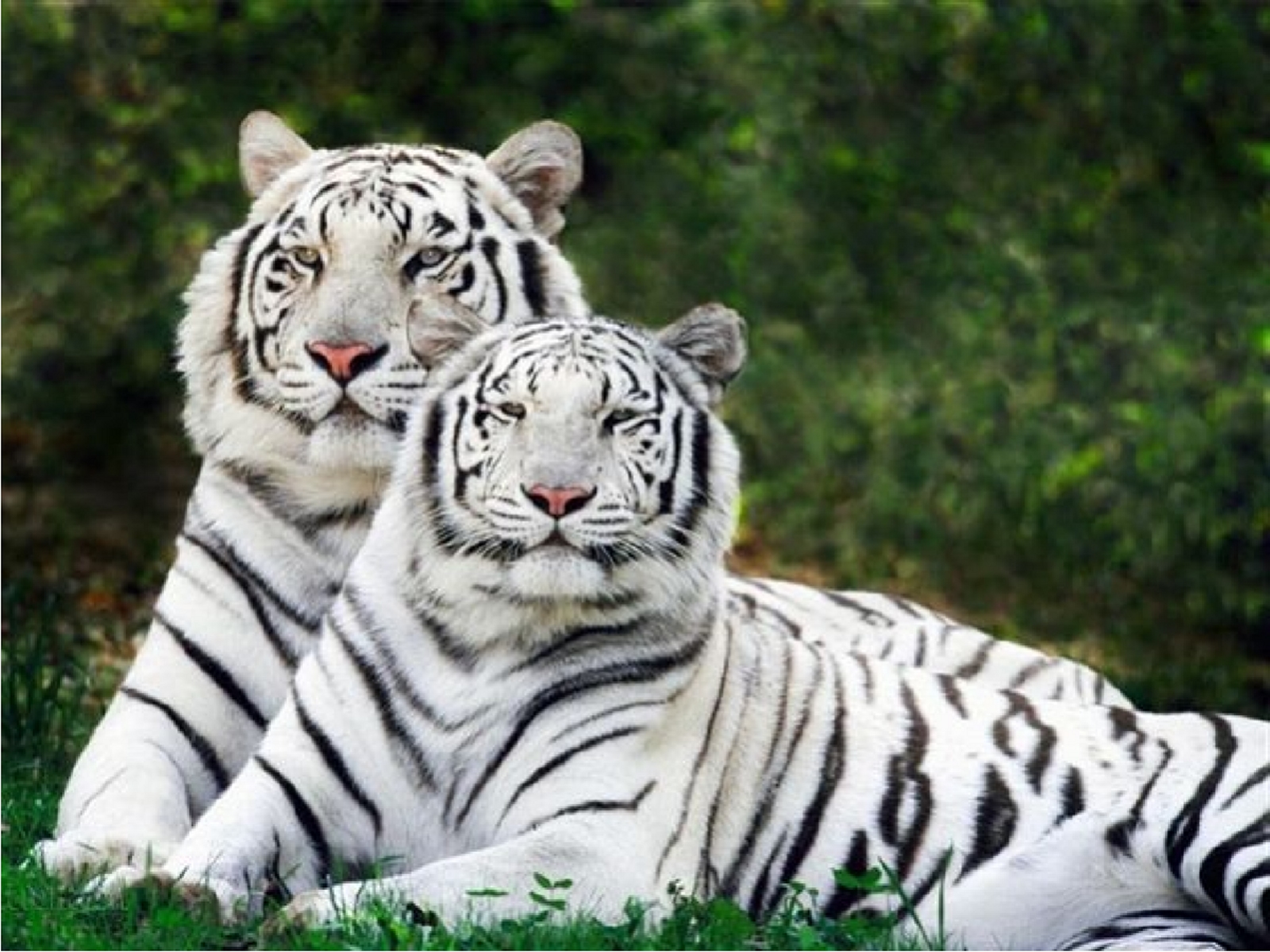 Pictures Of A White Tiger   Widescreen HD Wallpapers 1600x1200