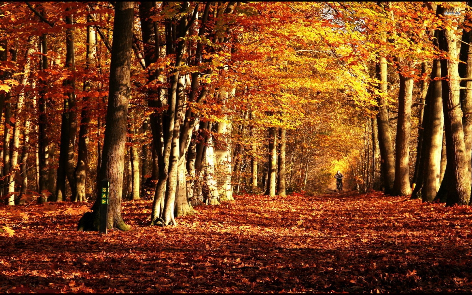 Splendid Autumn Forest Wallpaper