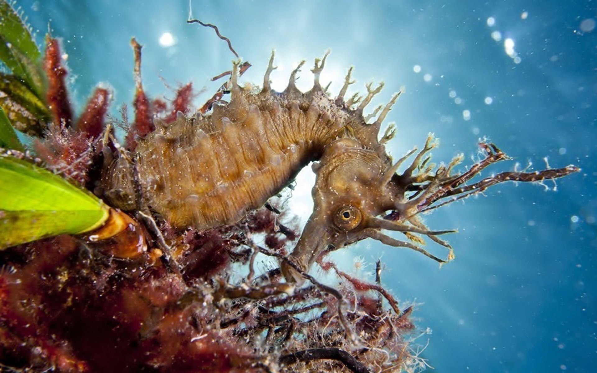 Seahorse Underwater Wallpaper