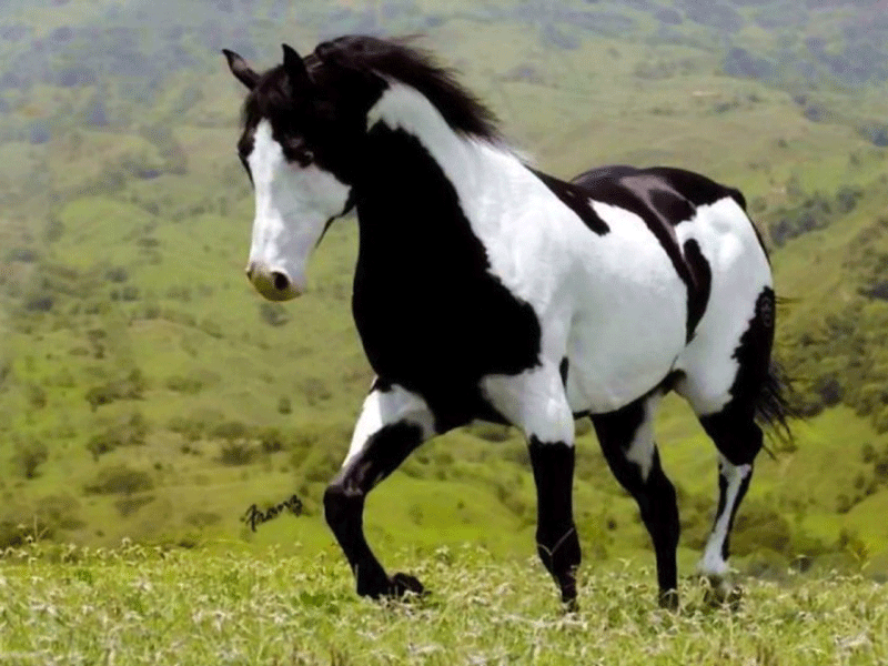 Black White Horse Wallpaper