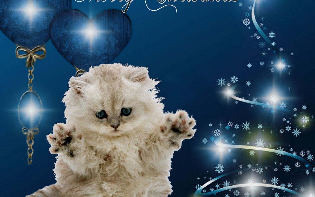 Cat Desktop Wallpaper Image For A Furry Christmas Pictures