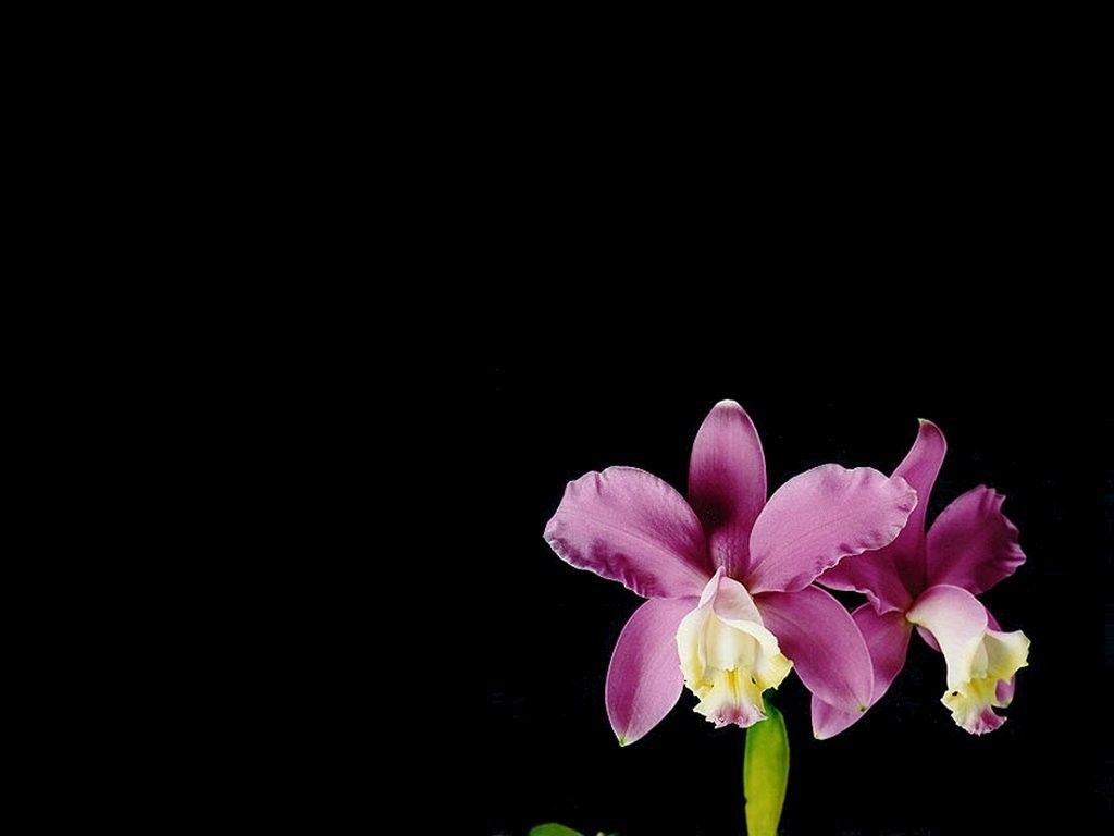 Black Orchid Wallpaper On