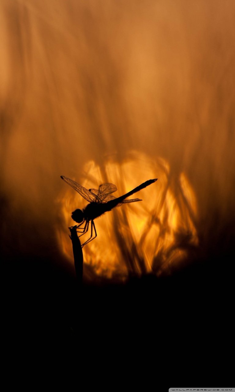 Dragonfly At Sunset Ultra HD Desktop Background Wallpaper For