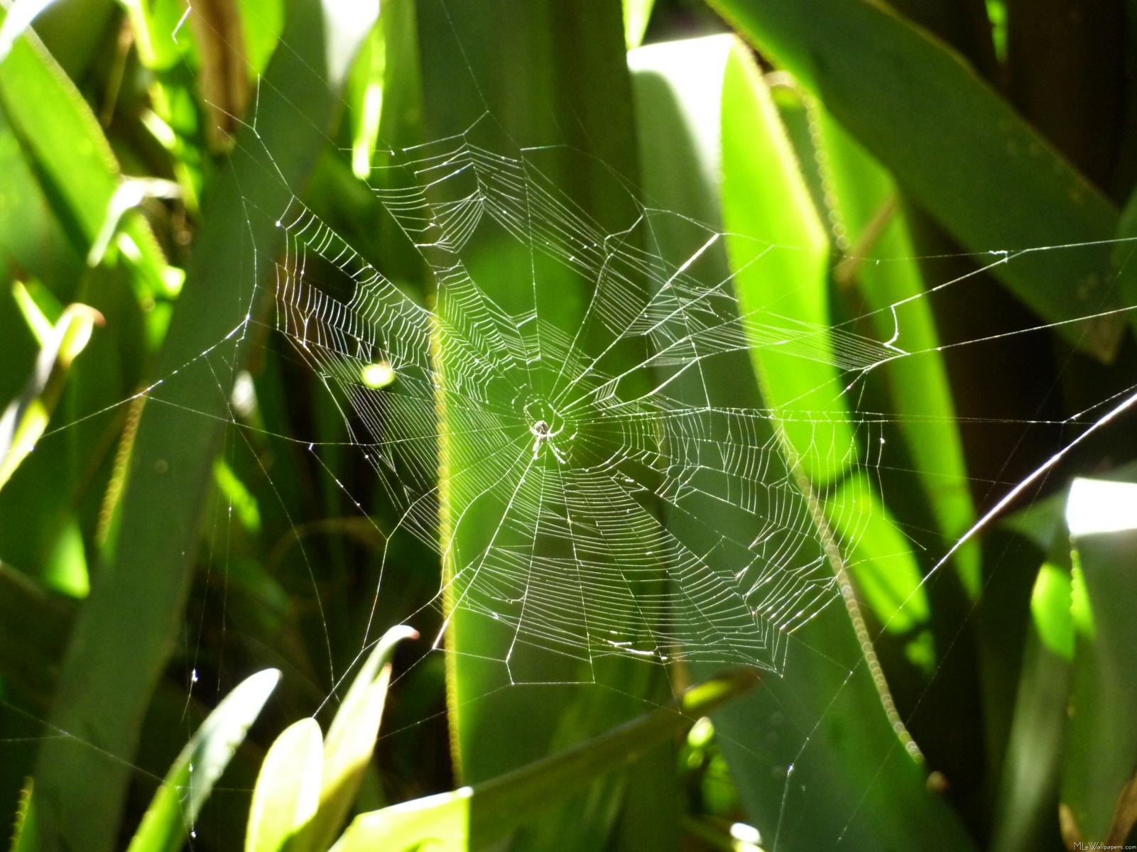 MLeWallpaperscom   Spiderweb in Tropical Leaves 1601x1200