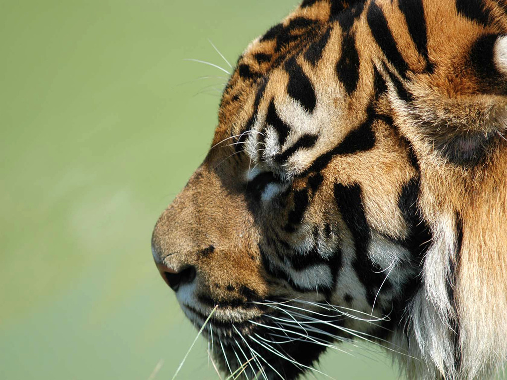 Siberian Tiger Pictures Wallpaper