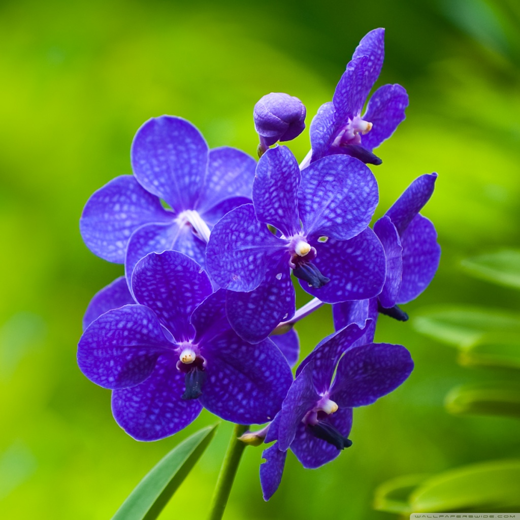 Blue Orchids HD Desktop Wallpaper High Definition Fullscreen