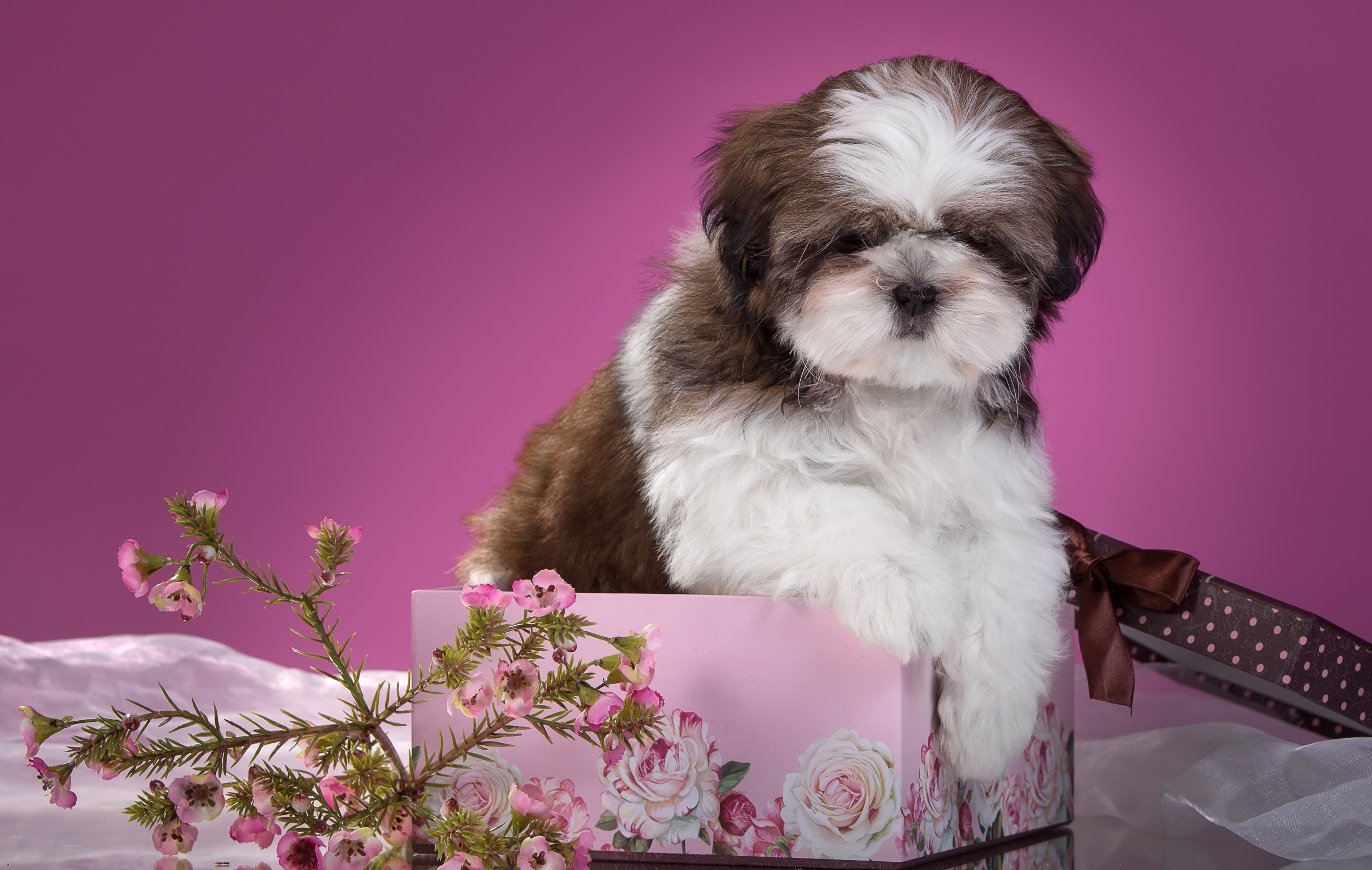 Free Download Wallpaper Shih Tzu Puppy Flowers Box Wallpapers Dog