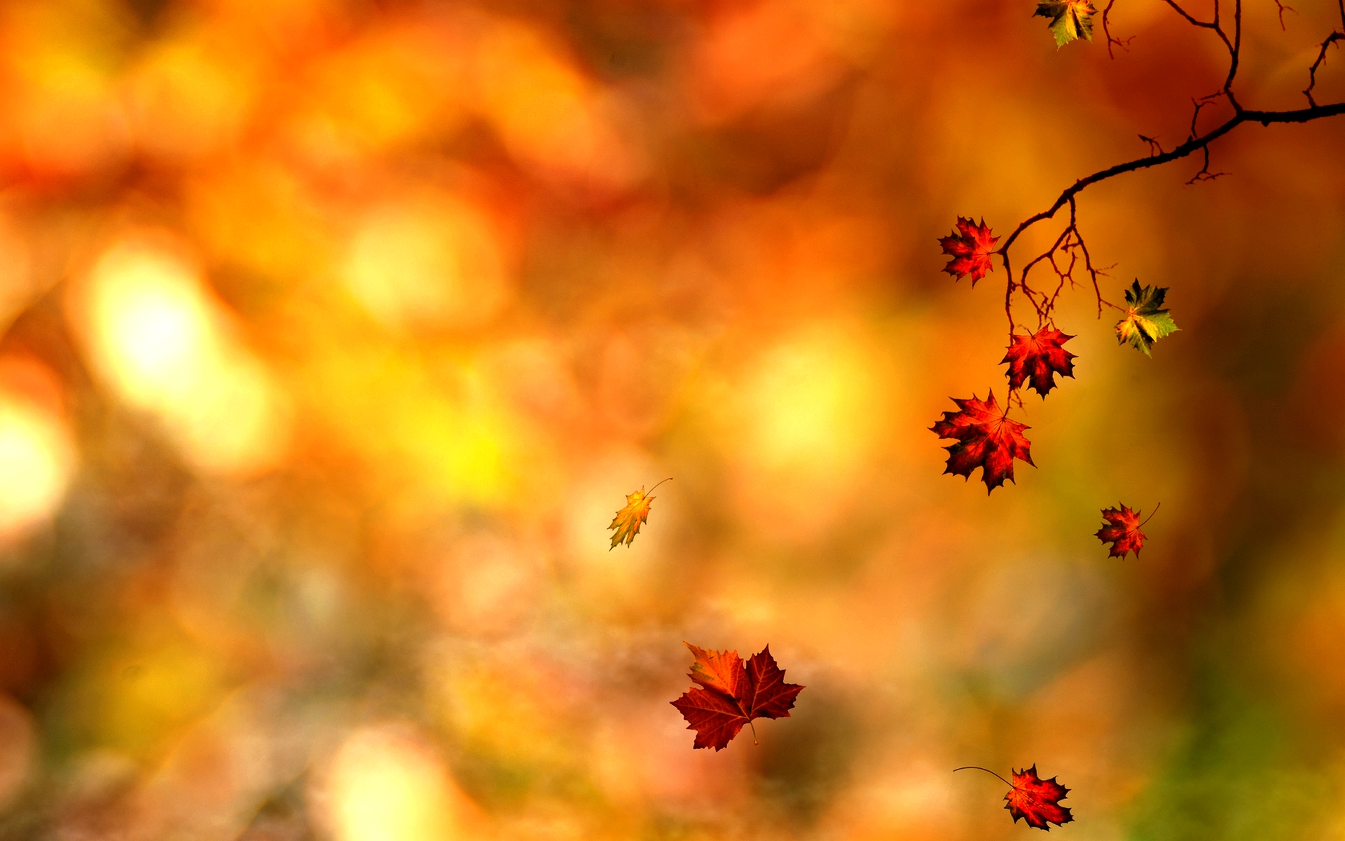 Autumn Leaf Wallpaper Pc Screen