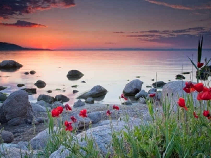 Poppies By The Sea Wallpaper