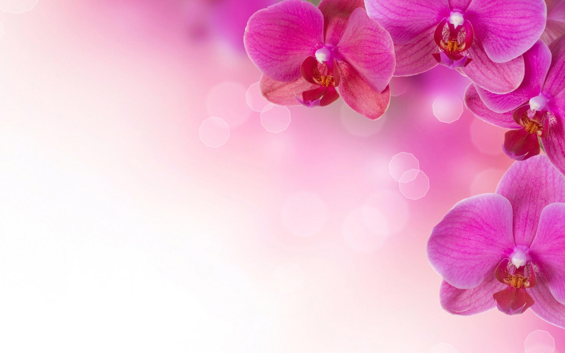 Pink Flower Image Background
