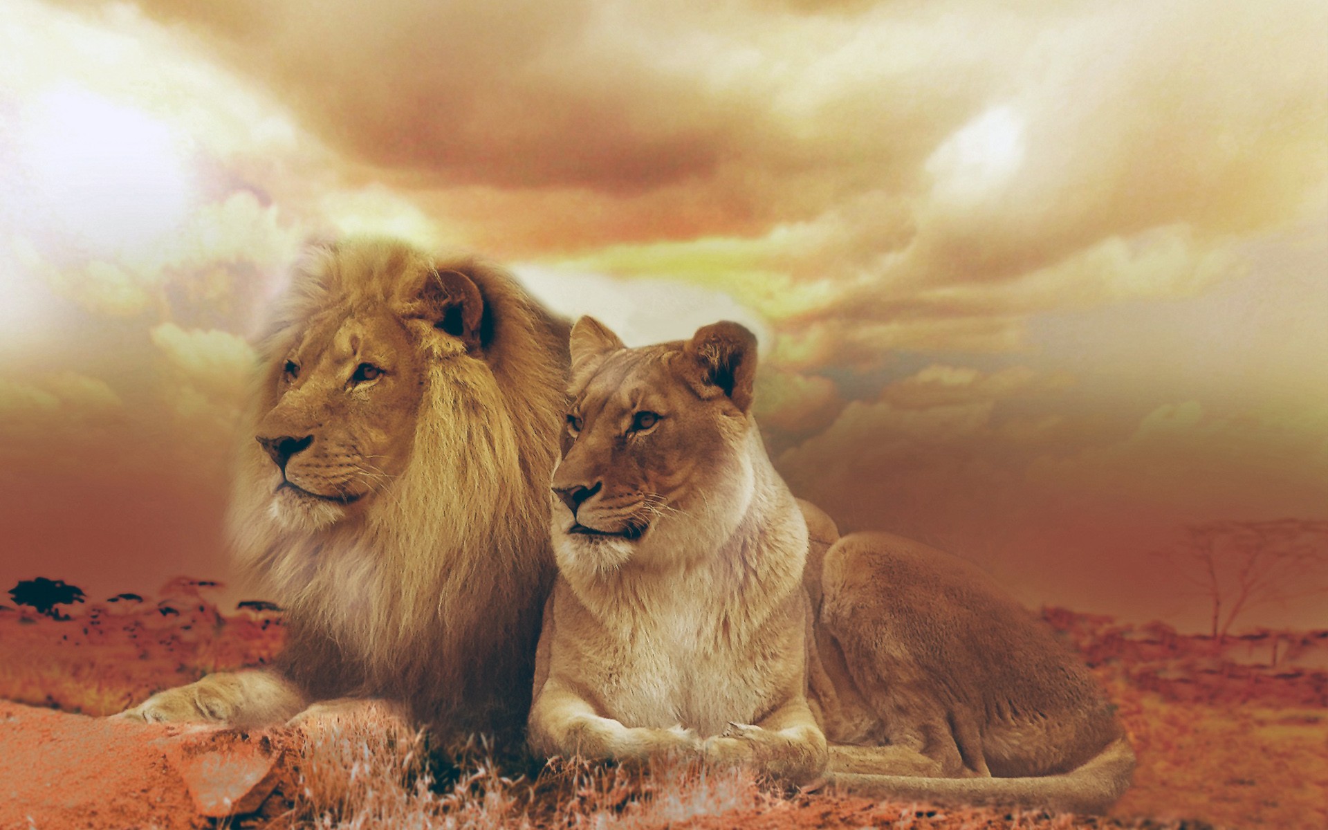 A majestic male and female lion resting together against the backdrop of a vibrant African sunset. The warm hues of the sky illuminate the lions' golden fur and powerful presence