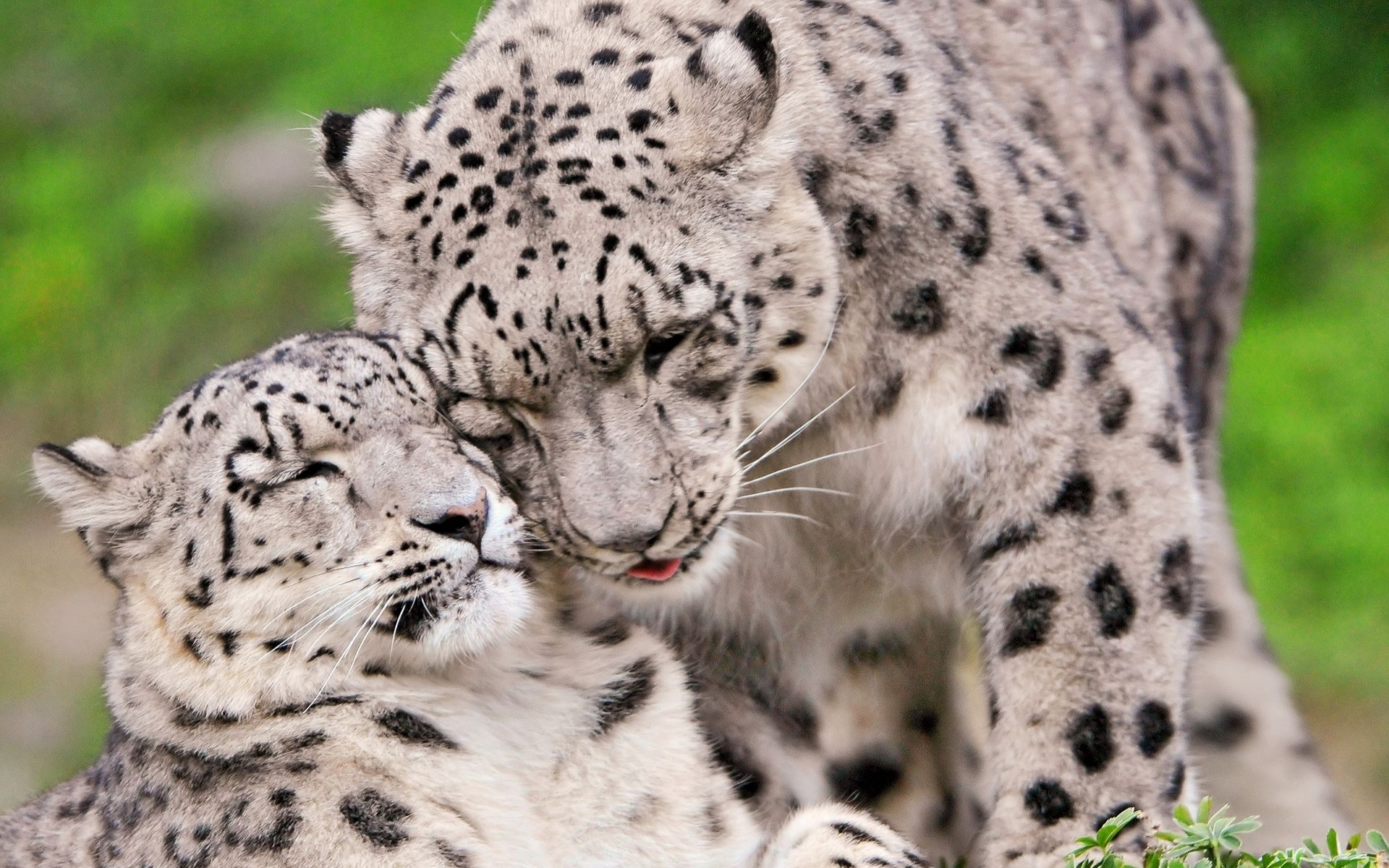 Two Snow Leopards Showing Affection