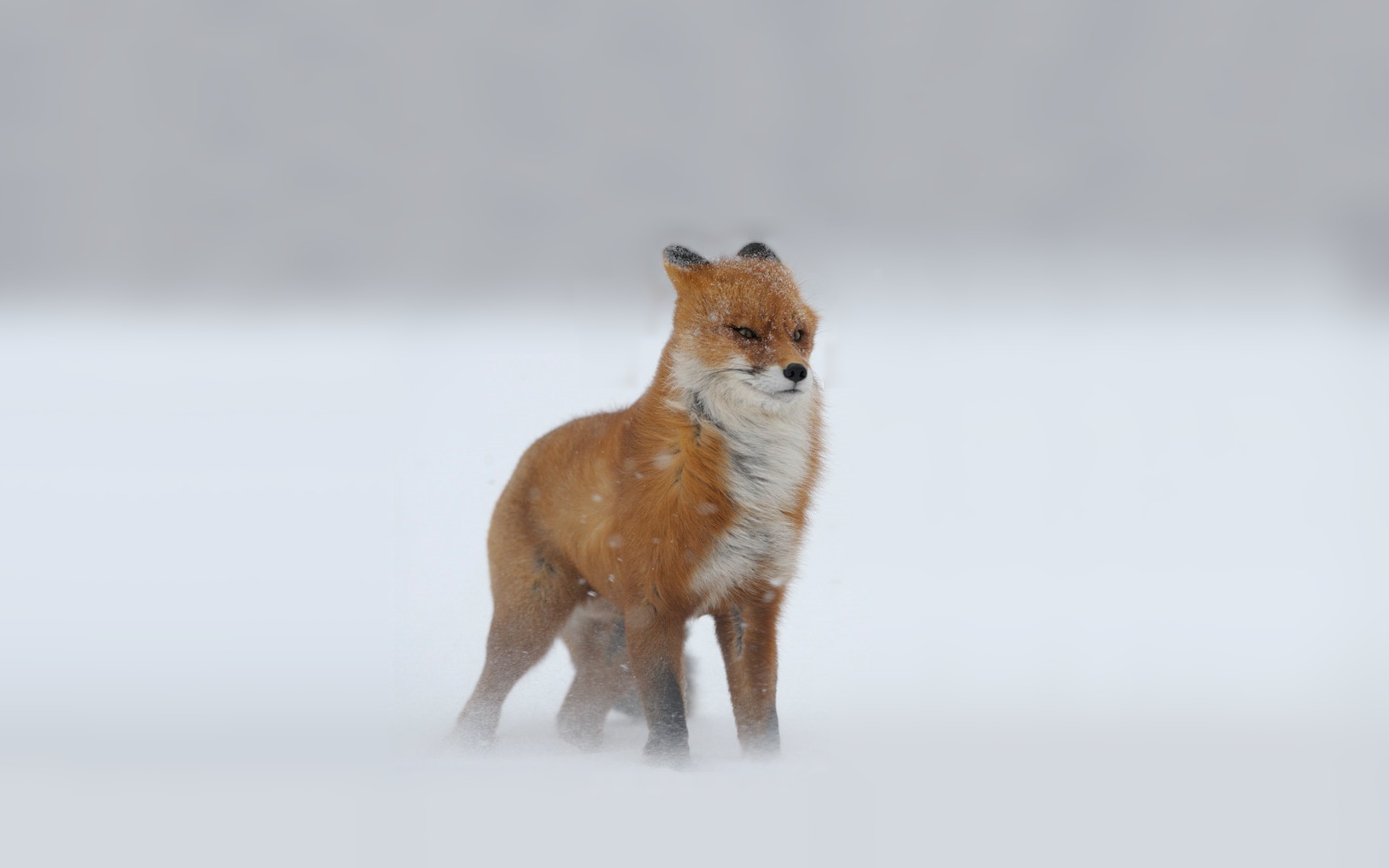 Winter Fox Zing Cold Blowing Wind Snow Wallpaper Animals