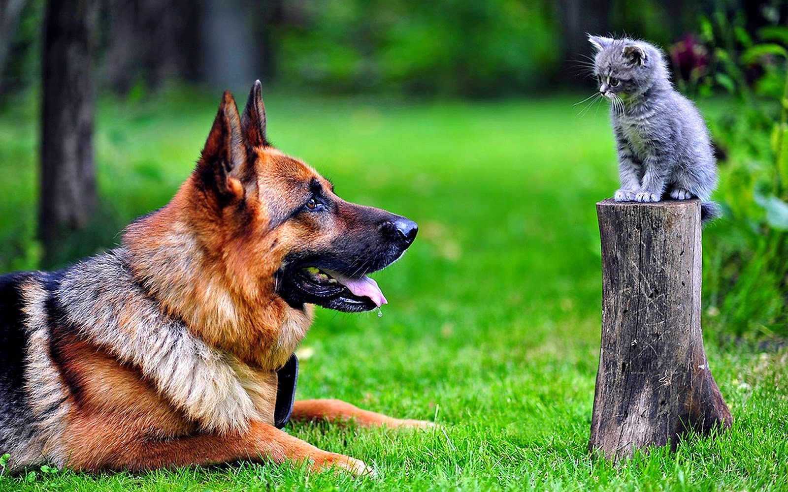 Dog And Cat Wallpaper HD High Quality