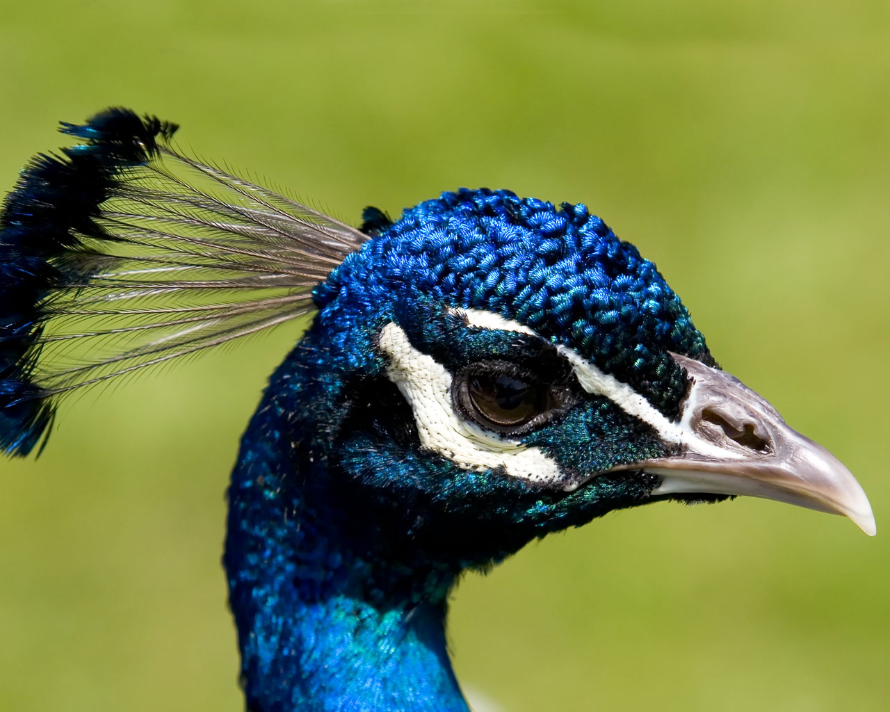 Of India Peacock Indian Blue Wallpaper