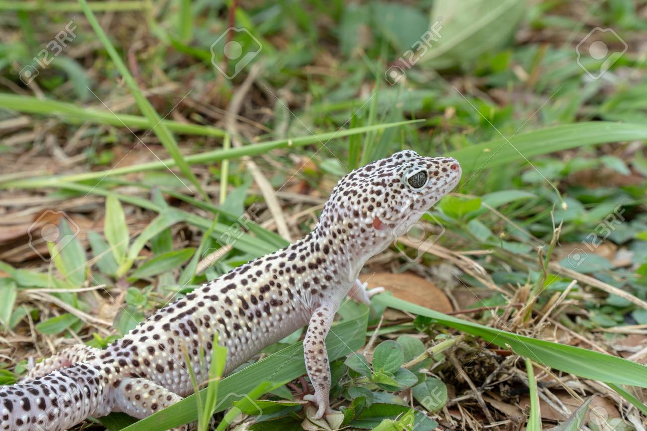 Adorable Leopard Gecko Morph Mack Snow Eublepharis Macularius