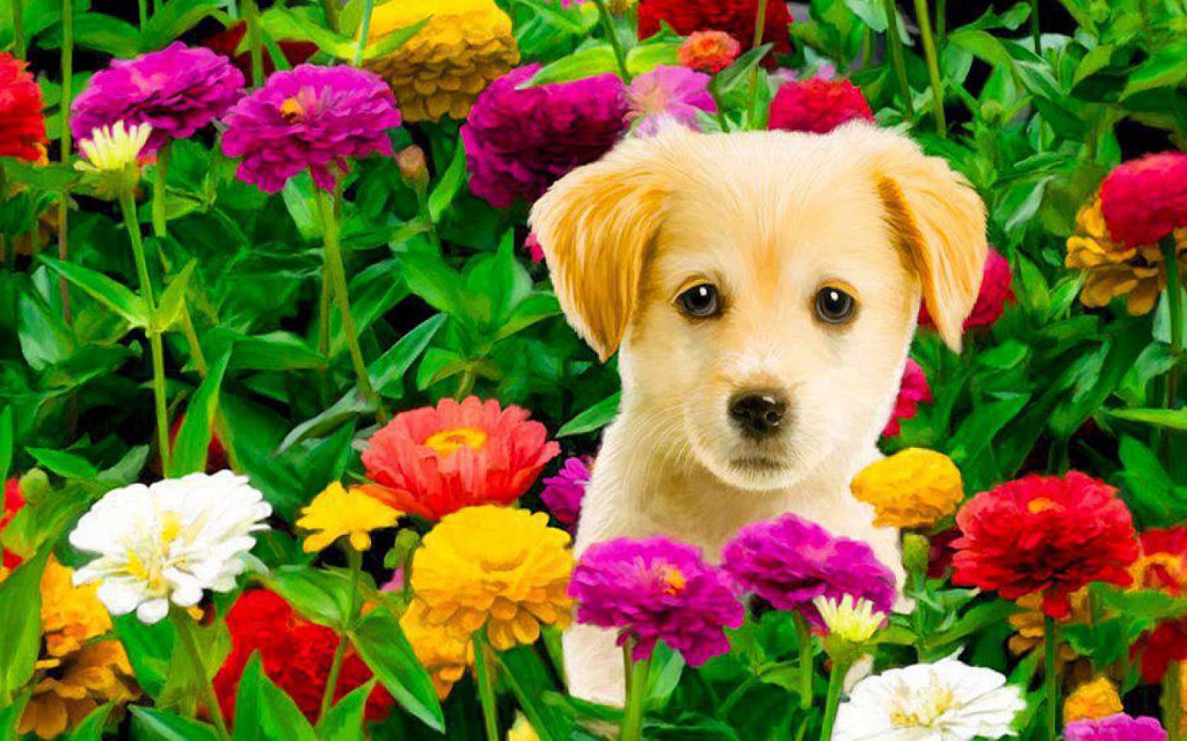 Puppy Flower Home Pets Wallpaper
