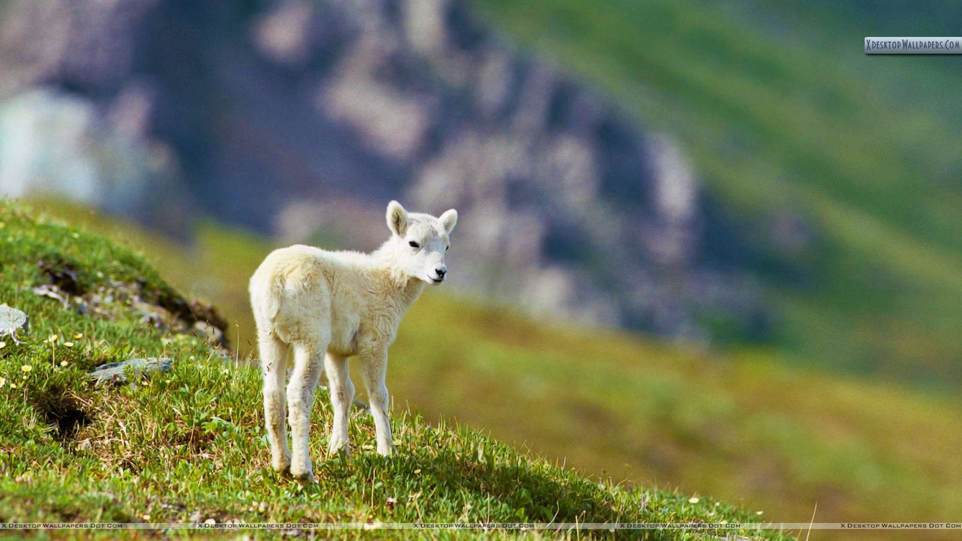 Sheep Image HD Wallpaper And Background Photos