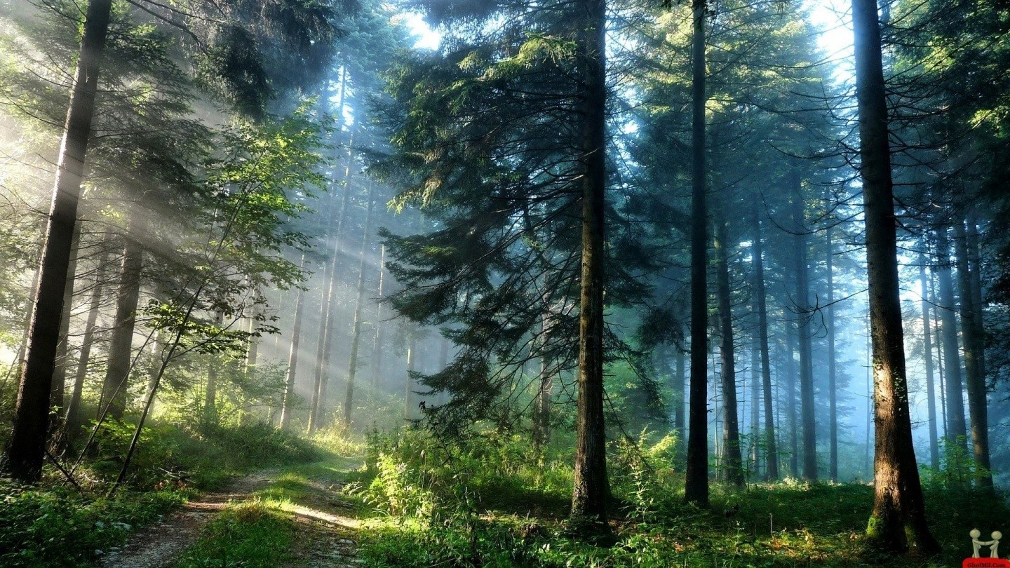 Awesome Forest Natural Beautiful HD Wallpaper Nature