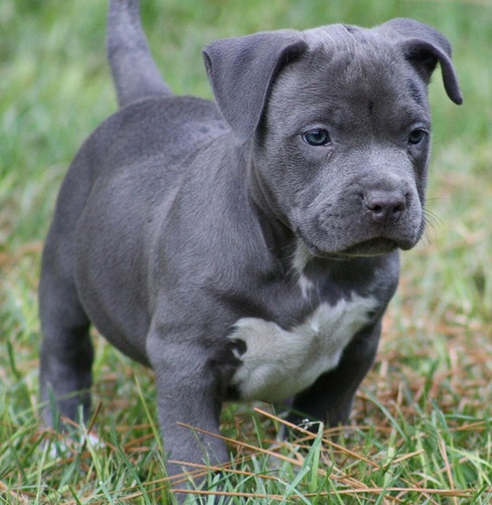 Blue Pitbull Puppies
