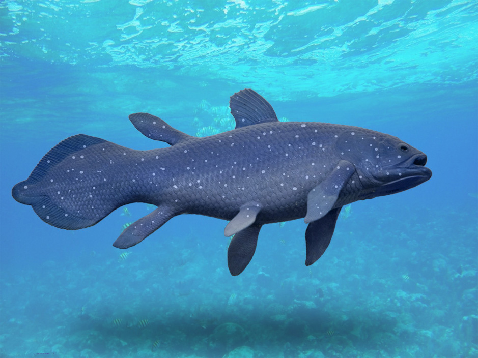 Coelacanth In Ocean Photo And Wallpaper Cute