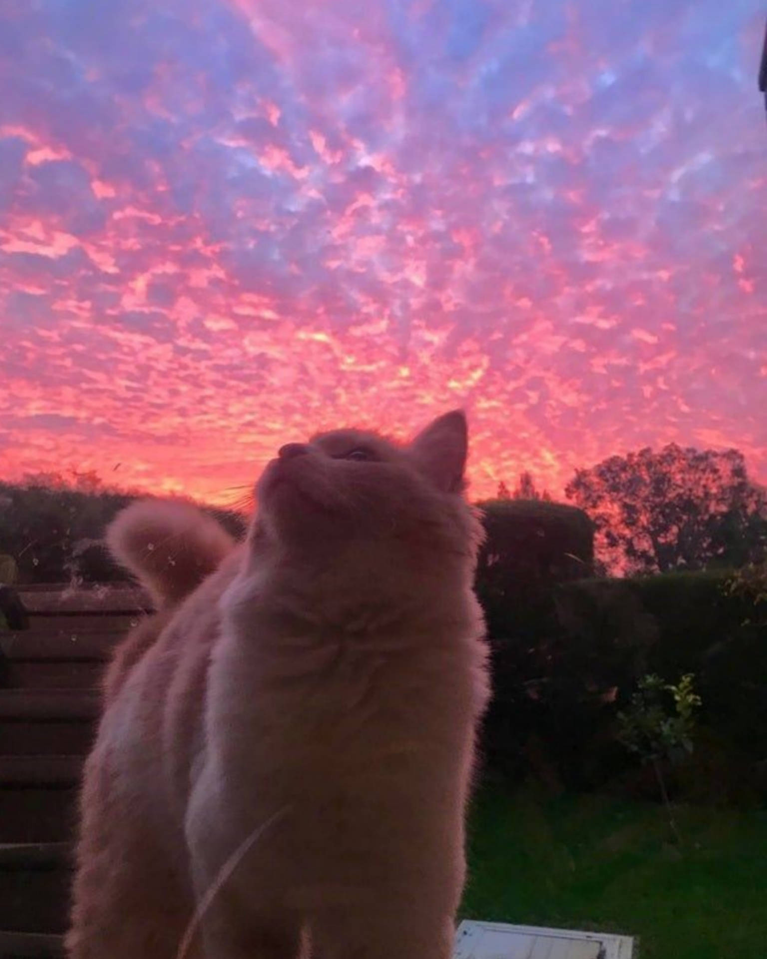 Cute Cat Aesthetic Wallpaper