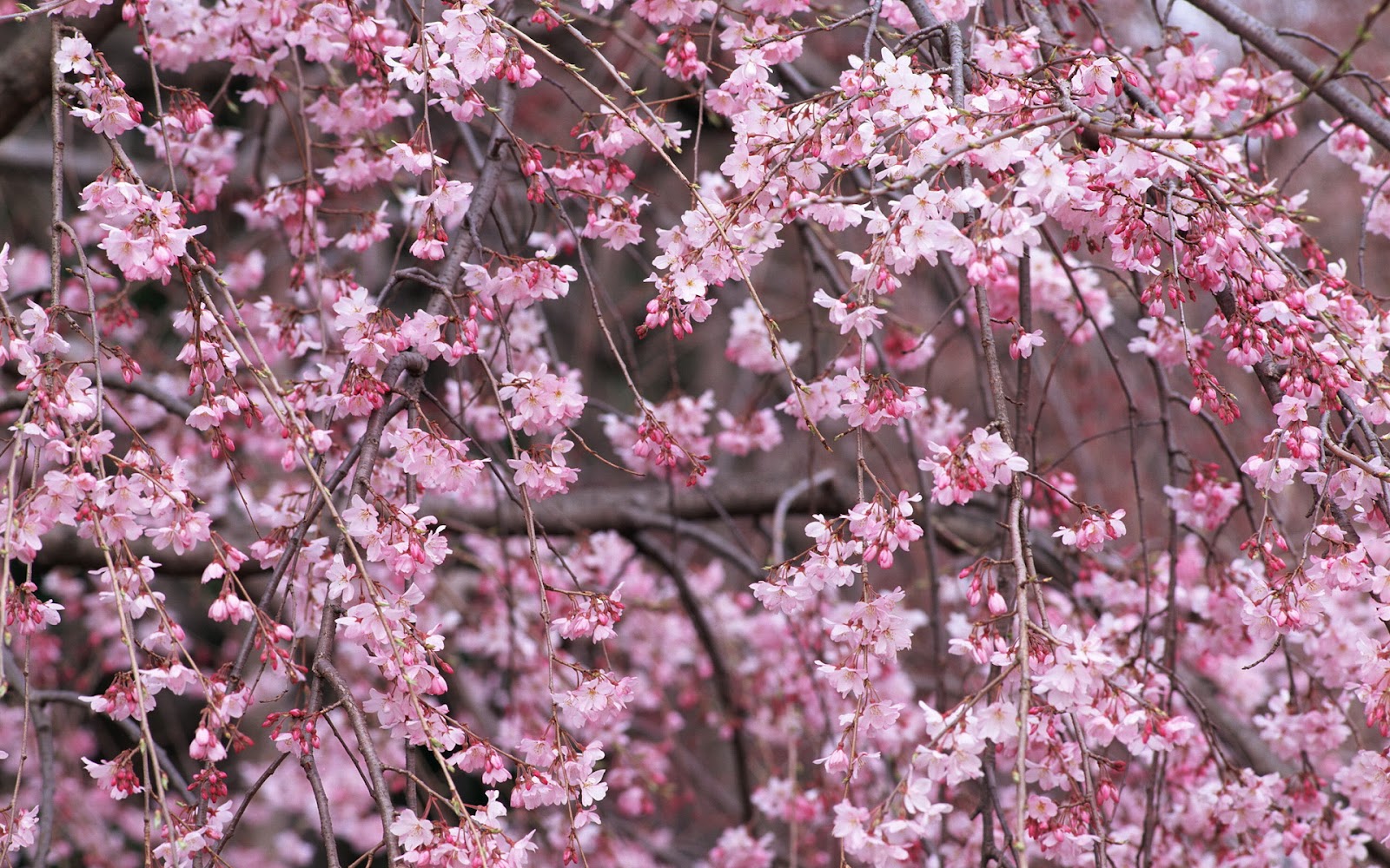 Free download cherry blossom cherry blossom [1600x1000] for your