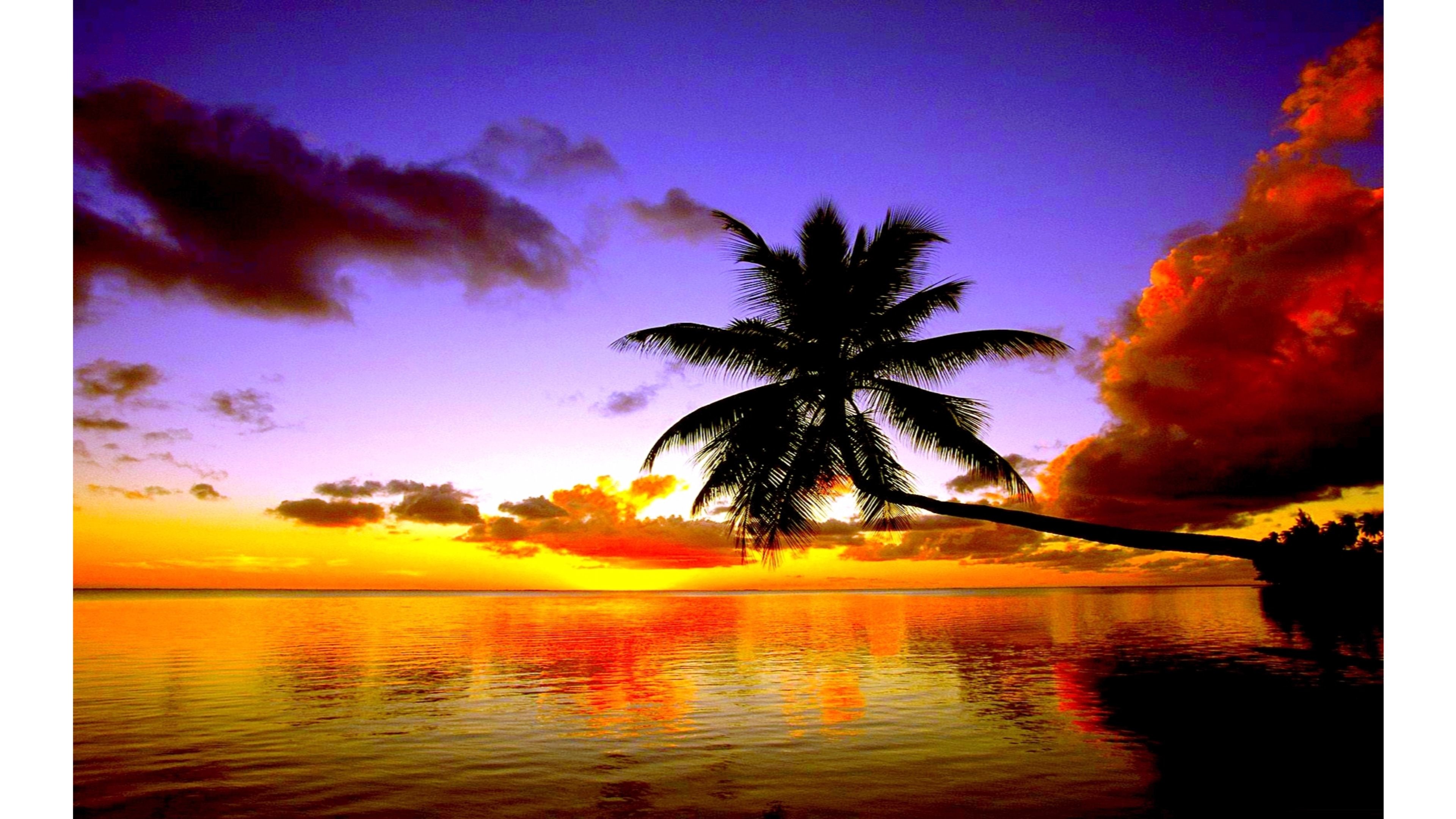 Palm Tree Sunset Wallpaper