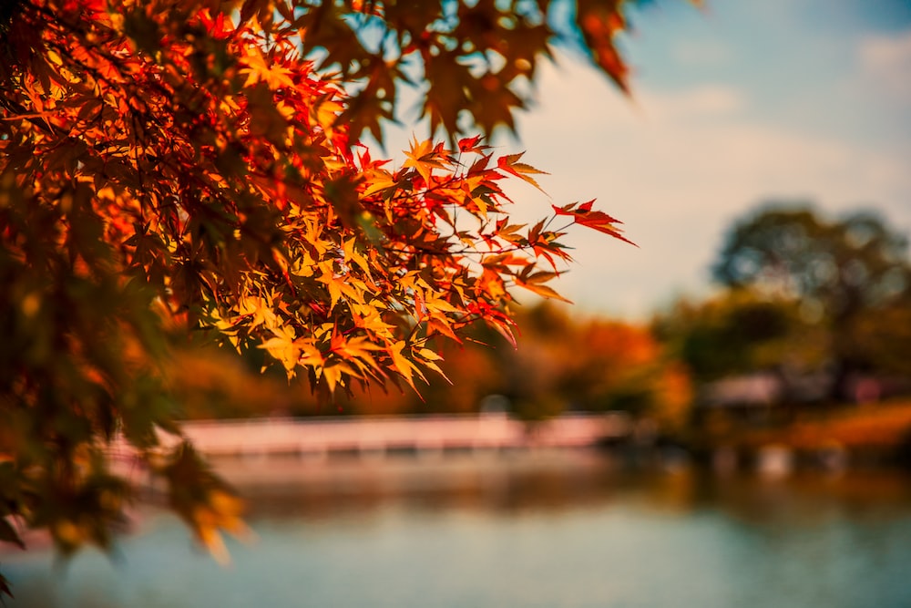 Autumn Tree Pictures Image
