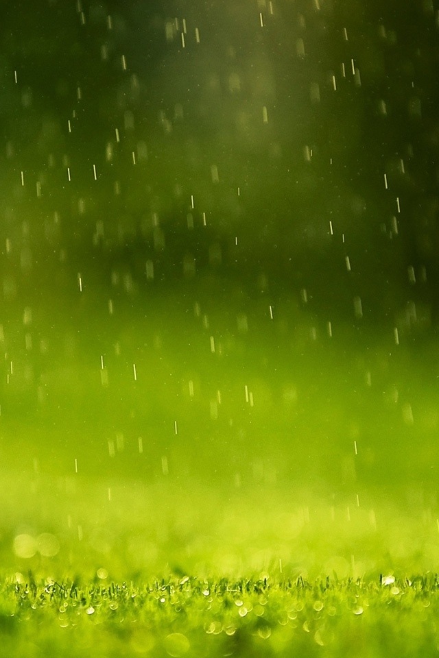 Rainy Day Grass Simply Beautiful iPhone Wallpaper
