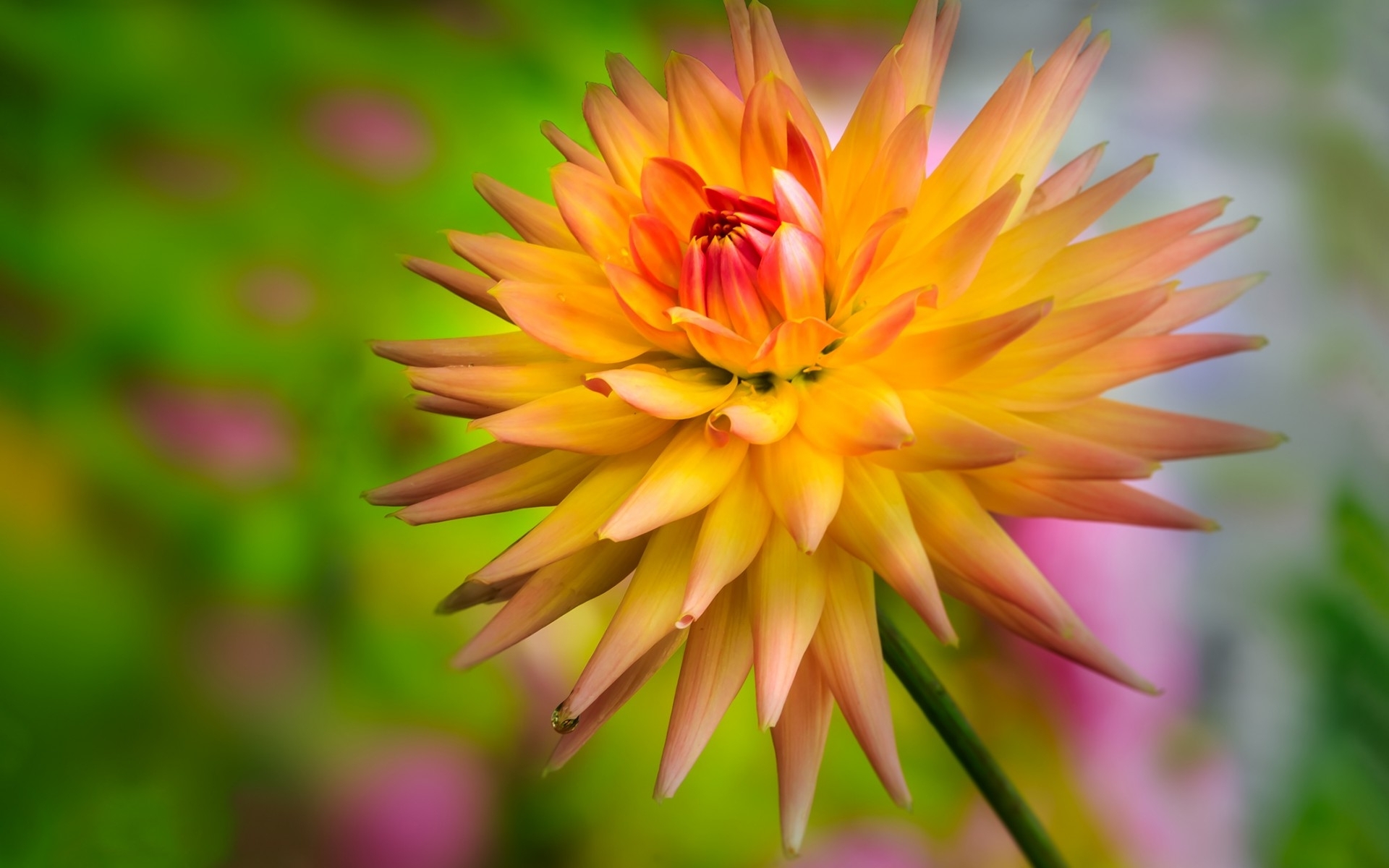 Flowers Dahlia Wallpaper Pictures To