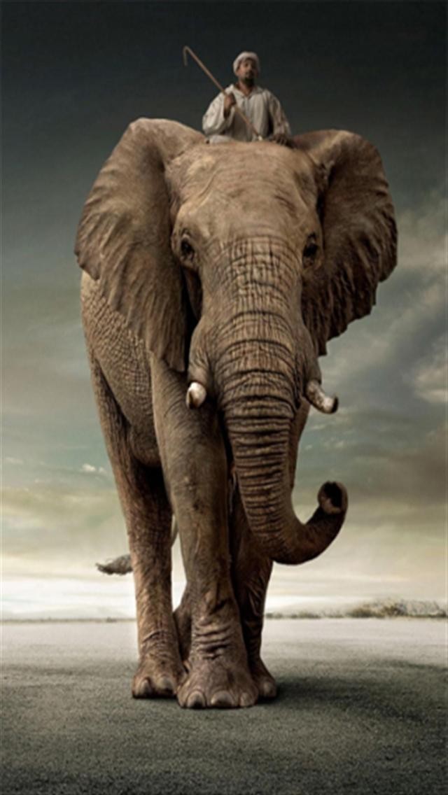 Elephant Rider Animal iPhone Wallpaper S 3g