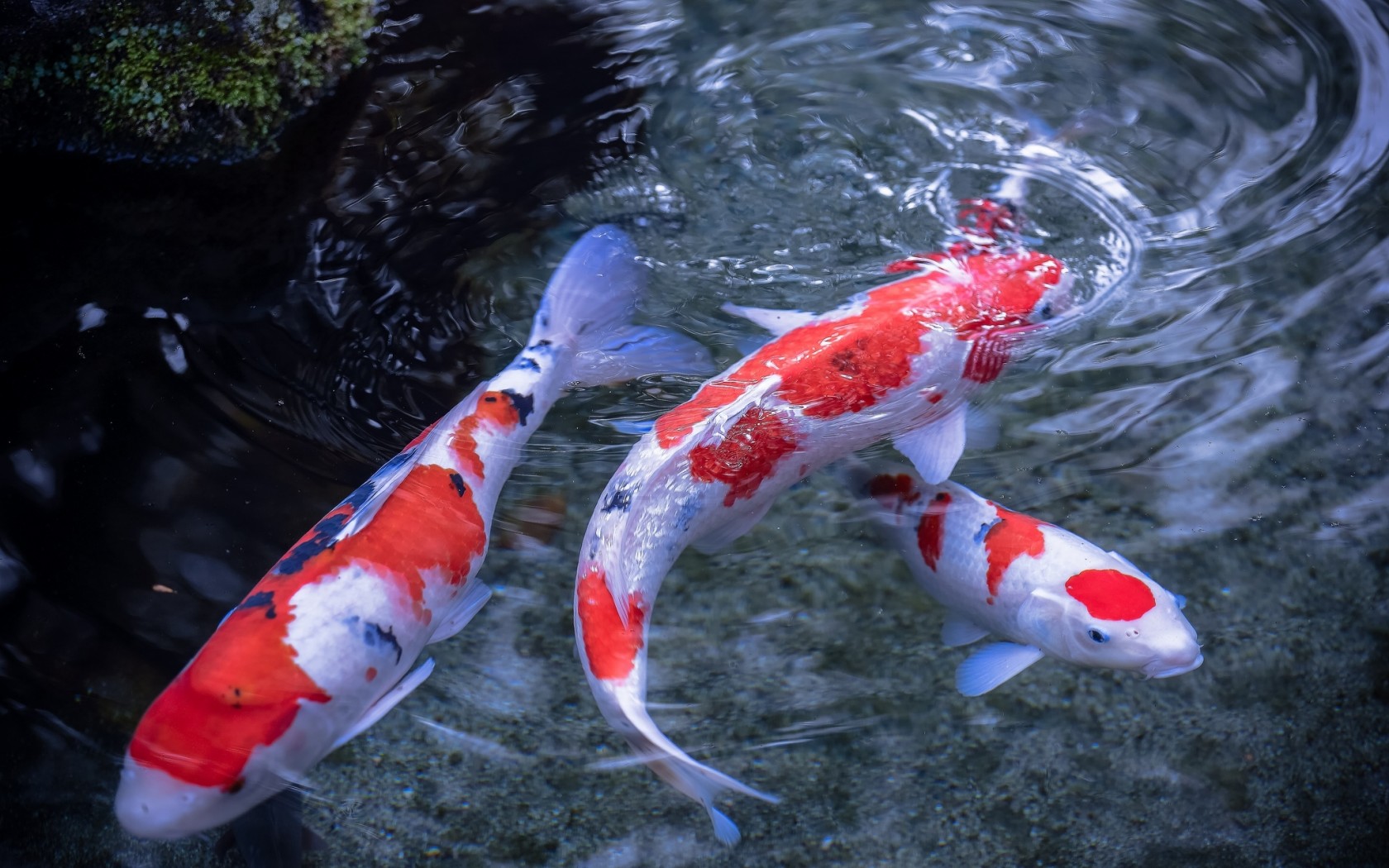 Koi Fish Related Keywords Suggestions Long Tail