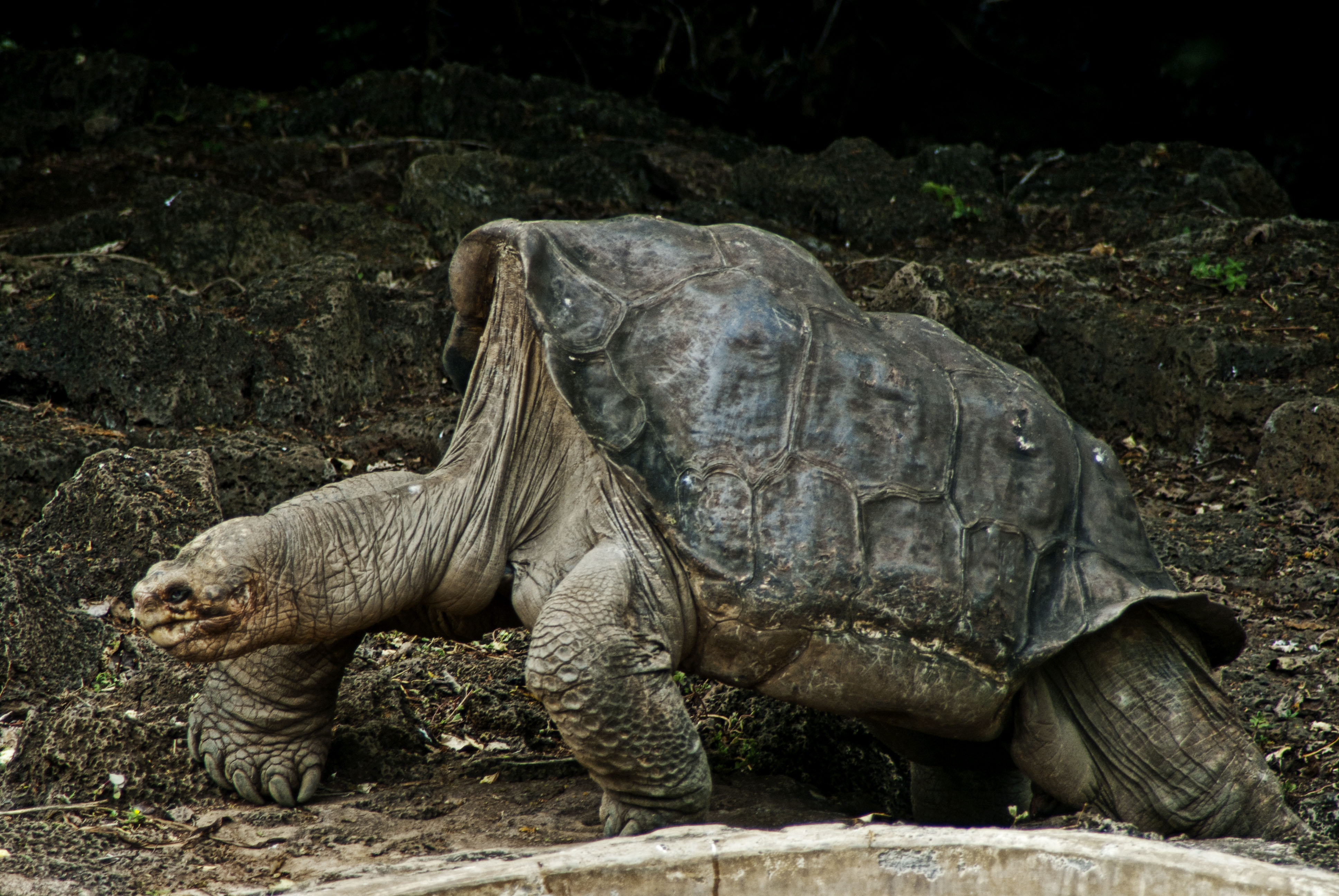 Pinta Island Tortoise 4k Ultra HD Wallpaper Background Image