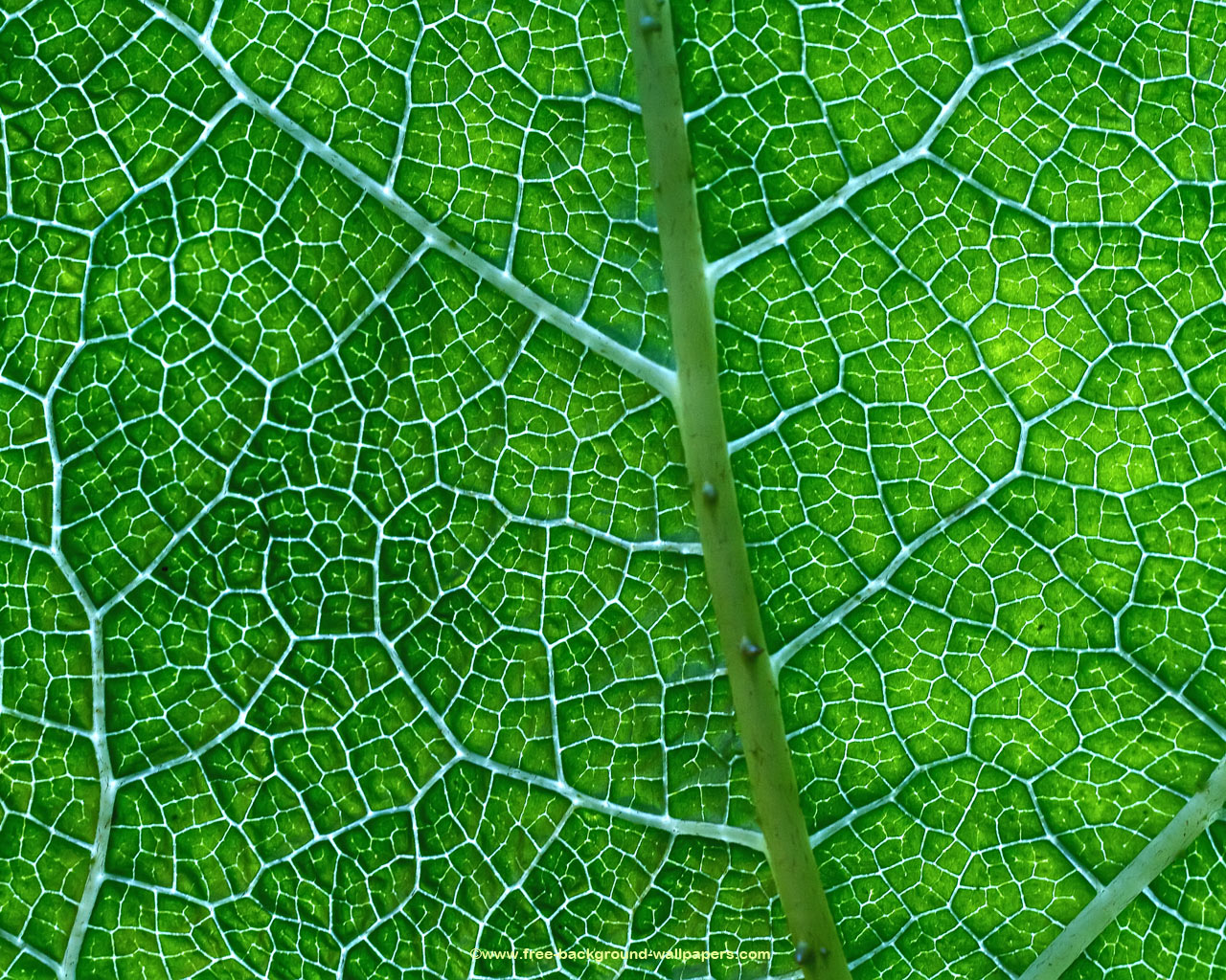 Pattern on a Green Leaf   Flower Background Wallpaper   1280x1024