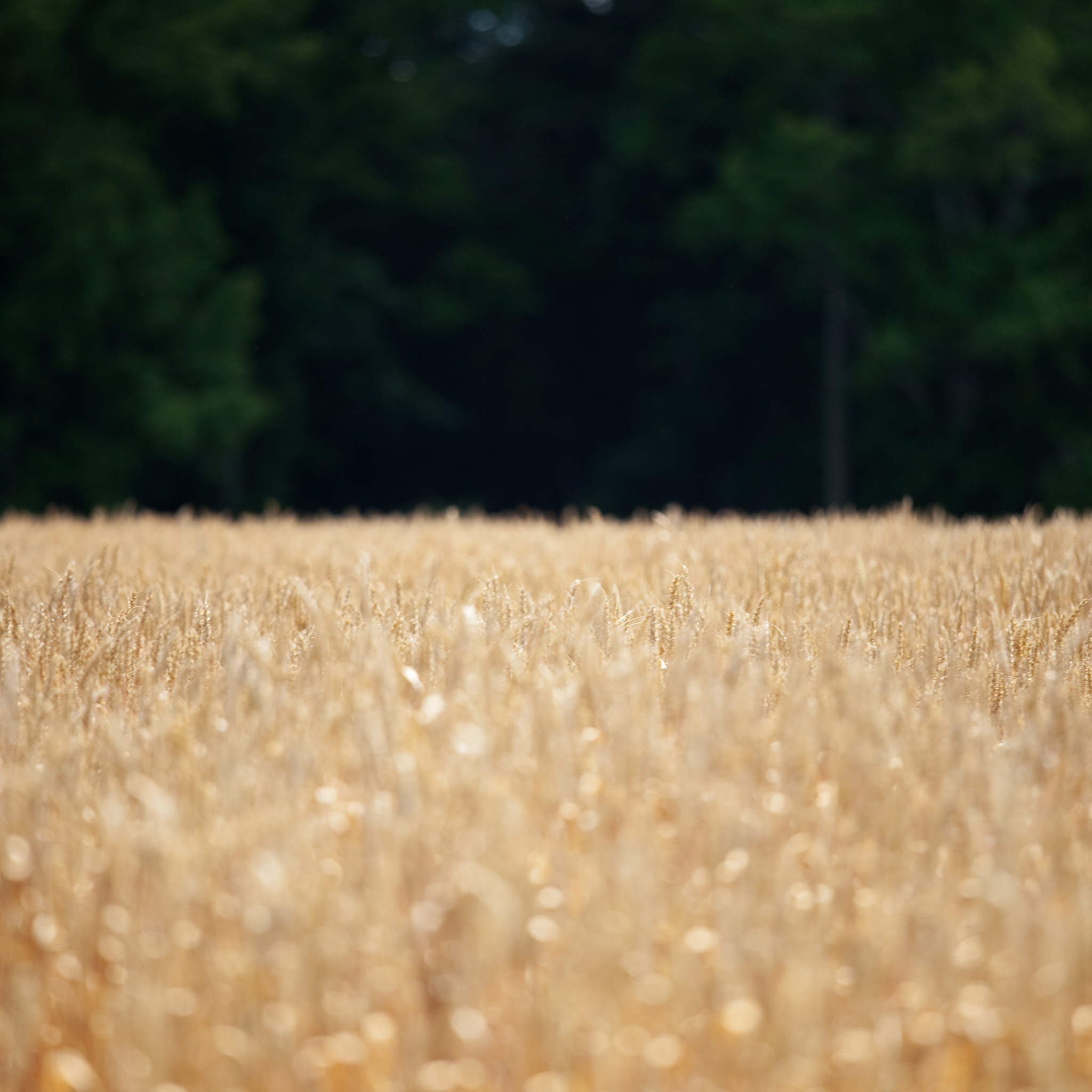 Wheat Field iPad Wallpaper
