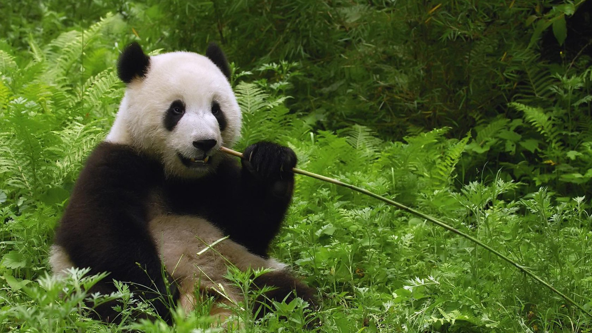 Panda Animal Desktop Wallpaper Umad