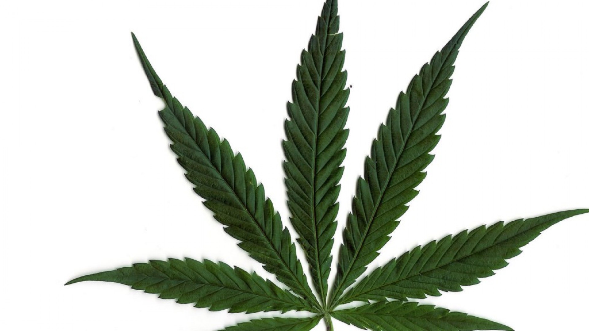 Marijuana Leaf White Background HD Weed Wallpaper