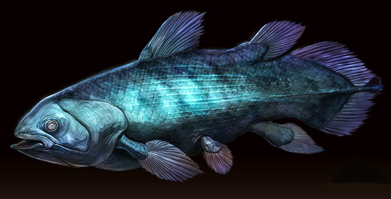 Wallpaper Fish Underwater Ancient Animals Coelacanth Black